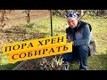 Собираю урожай хрена.