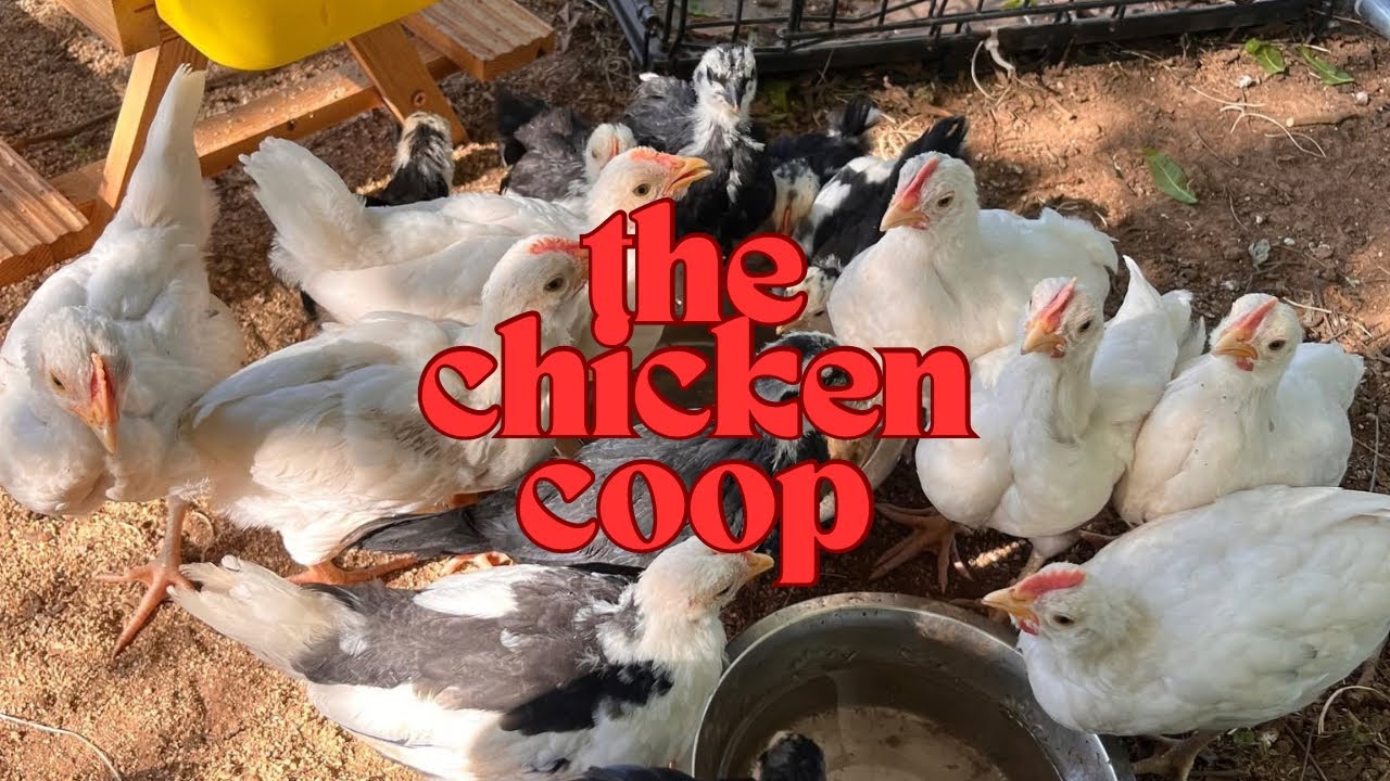 The Chicken Coop 🐓