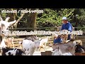 【76歳ヤギ飼い#45】ヤギたちとゆっくりする時間「72歳からの楽しいシニアライフ#78」