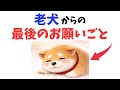 【胸が締めつけられる】老犬の最後の願い 10選