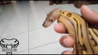 Retic Super Tiger Platinum