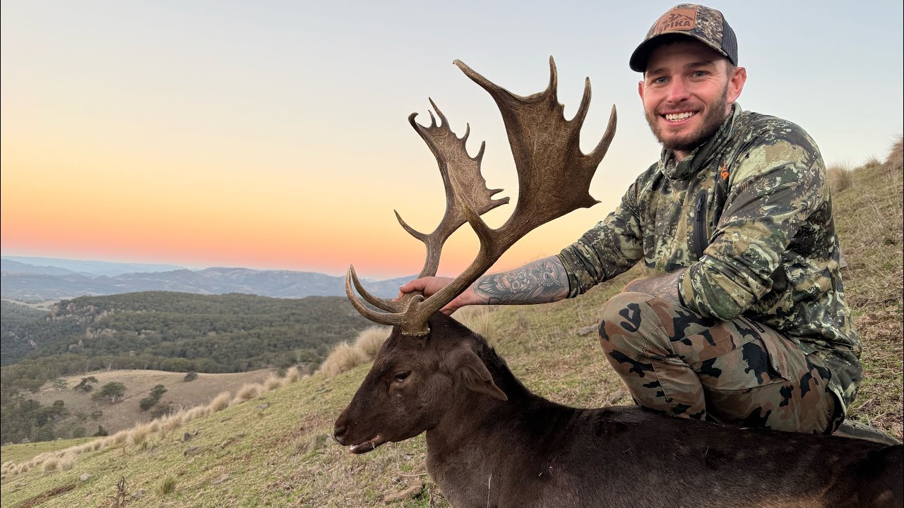 Fallow Bucks Rut Hunting Australia - Fallow bucks in the rut! - YouTube