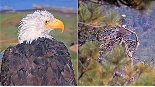 FOBBV HANDSOME SHADOW SPENDS QUALITY TIME AT NEST INSPECTING WHERE KAYDEE MOVED HIS STICKS 😂 8.25.26
