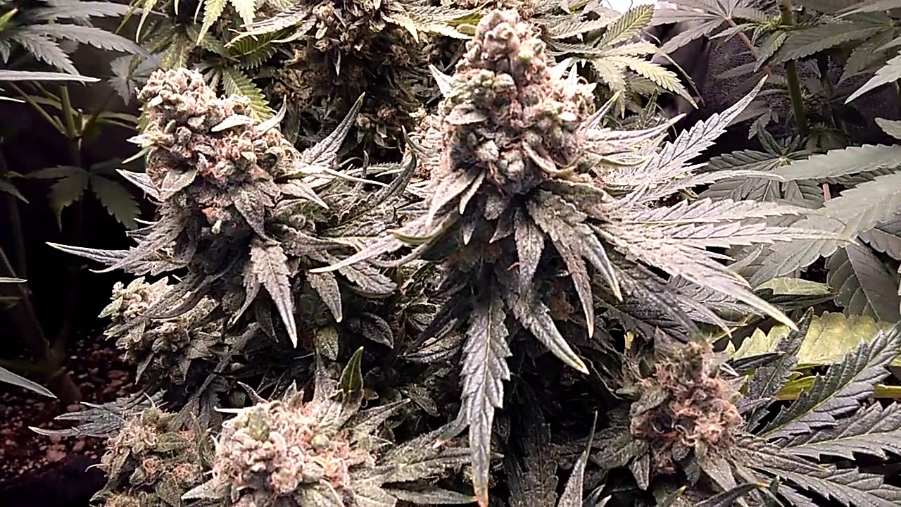 TNB Naturals CO2 Enhancer