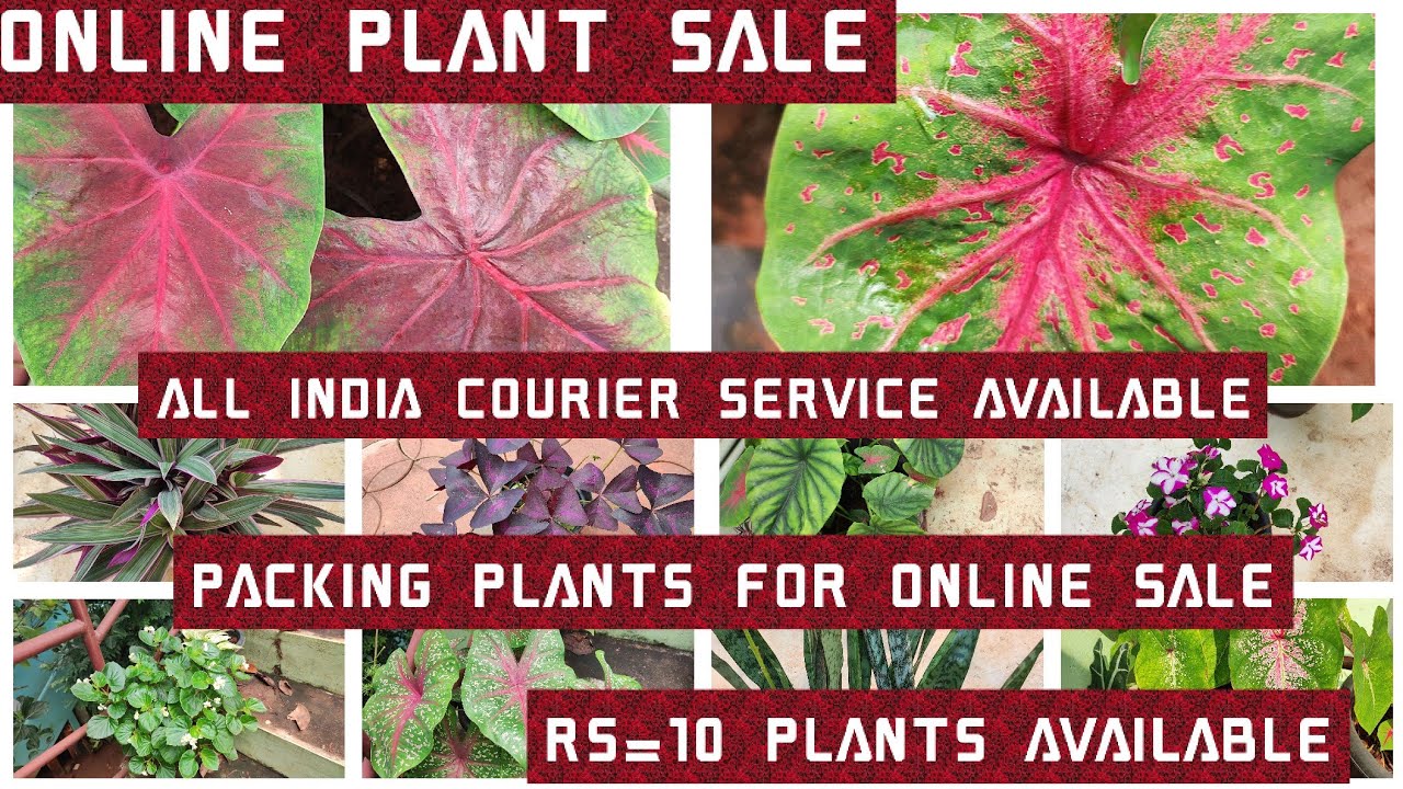 Packing plants for online sale /packing live plants/ How to courier