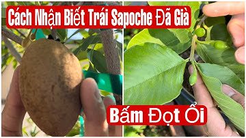 Cách Nhận Biết Trái Sapoche Đã Già - Bấm Đọt Ổi Giúp Dễ Đậu Trái || MÂY XANH || Video 175