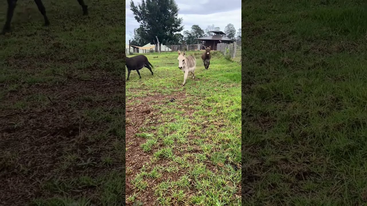 Zoom Sesh Farm Farmtok Farmanimals Donkey Minidonkey Goat Farmlife Farrierlife
