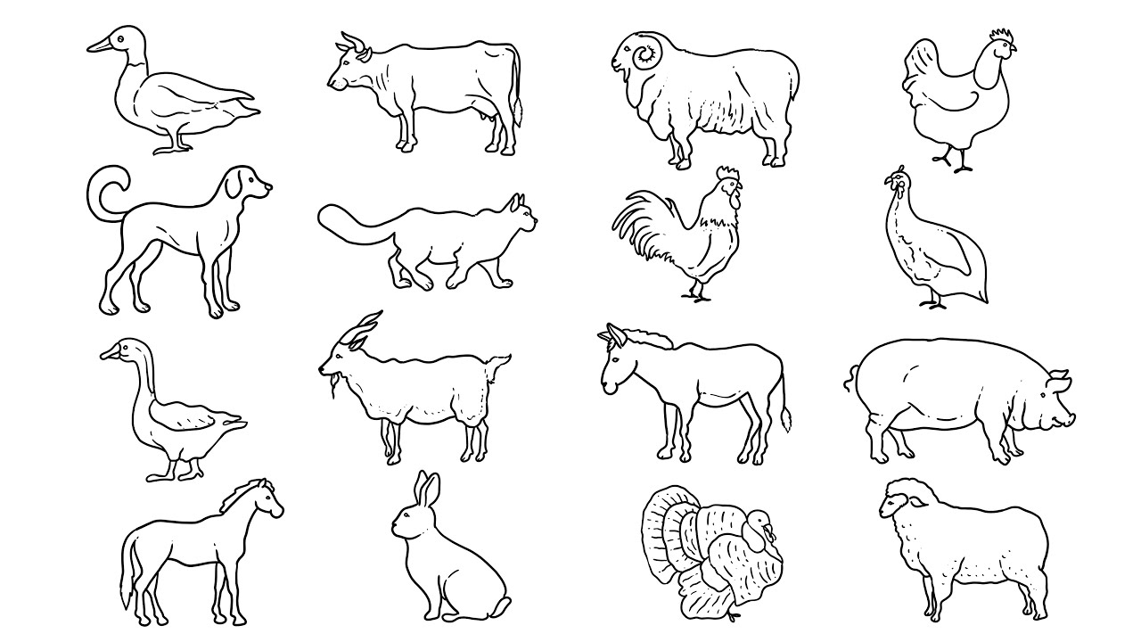 Easy pet animals or farm animals drawing.cow drawing, pig drawing ...