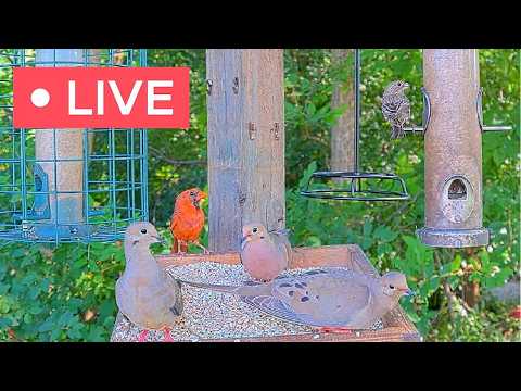 Live Bird Feeder Cam - Northeast Ohio Backyard — Ohio, OH live camera thumbnail