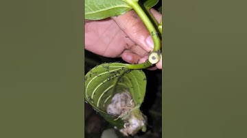 detik-detik menemukan sarang burung prenjak lumut yang sudah dikerumuni semut #shorts