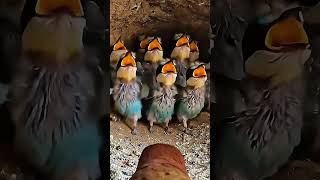 POV: A Bee-Eater Returns to Feed Its Chicks #birds #feeding #wildlife