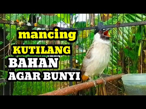 SUARA burung kutilang gacor memanggil lawan Pancingan kutilang agar bunyi