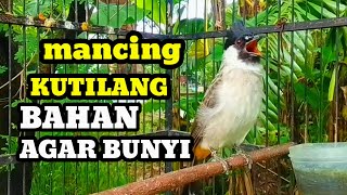 Suara burung kutilang gacor memanggil Lawan Masteran kutilang gacor tanpa isian