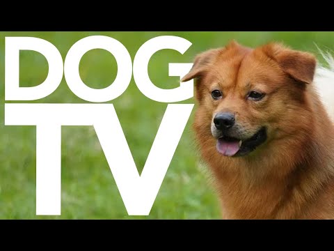 Calm Your Dog TV: 4 Hours of Exciting Walking Videos for Dogs to Watch | Petflix Entertainmnet