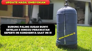 Download Lagu TERKENAL SUSAH BUNYI❗KALAU BELUM SABAR JANGAN RAWAT BURUNG INI 😂 MP3