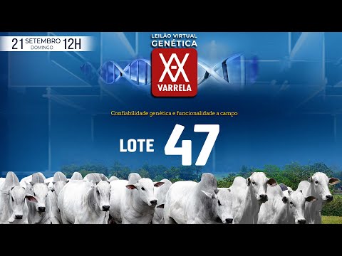 LOTE 47   GCL 5343