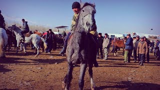 Ат-Башы мал базары! Туалет маселеси ! 1,5 мин долларлык айгырлар.2-болум!