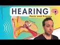 Understanding the Auditory Pathway