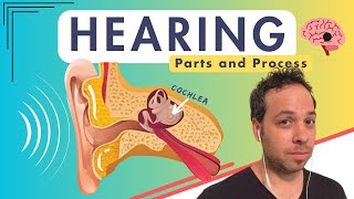 How Do You Hear? Auditory Structures and Pathway - Auditory Cortex by Psych Explained 16,708 views 1 year ago 14 minutes, 49 seconds