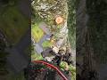 “100ft Height Se Tree Cutting 😱🌲 | Real Risky Job POV!”#TreeCutting #DangerousJob #POVShot #HighRisk