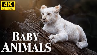 Cute Baby Animals 4K - Amazing World Of Young Animals Scenic Relaxation Film