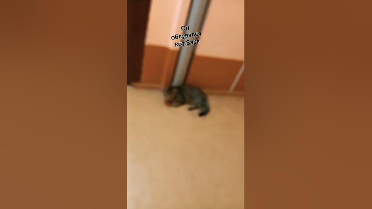 кот Вася - YouTube