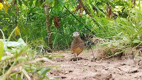 Bẫy Chim Cút Bằng Thòng| Cút Đồng Quá Khôn|1993 ĐVN