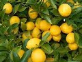 Tim Robinson -Lemon Tree