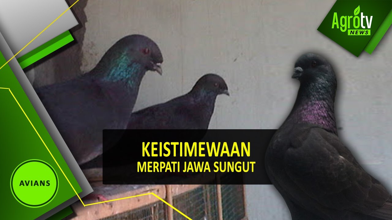KEISTIMEWAAN MERPATI JAWA SUNGUT
