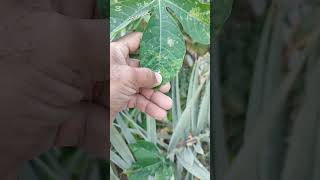 مكافحة الآكاروس الاحمر في النخيل 🕷️🌴 #مشتل_ورد_عمان