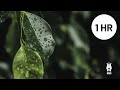 Rainforest Thunderstorm Ambience 60 minutes for Sleeping, Studying or meditating | 1 Hour