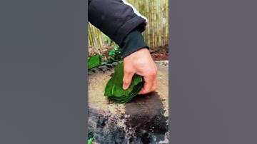 Cutting pandan leaves #shorts