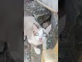 Kucing #sambo #cute #cat