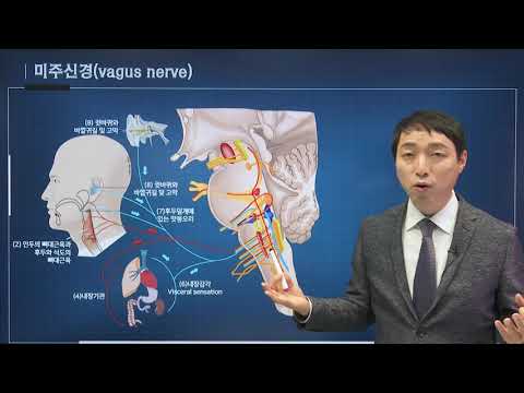 신경과학(신경해부학) 33강 미주신경 vagus nerve, 더부신경 accessory nerve 부신경,  혀밑신경 hypoglossal nerve 설하신경