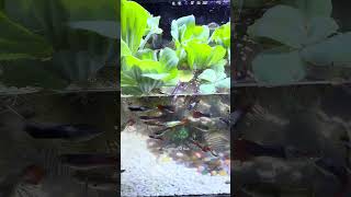 They try to find food