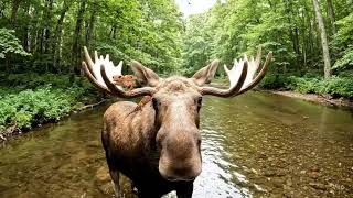 Marty Moose Ep. 4 (Moose Meets Bigfoot)