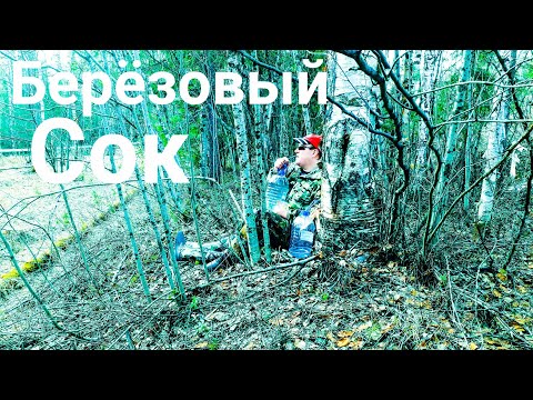 ///Собираю берёзовый Сок///Советуем
