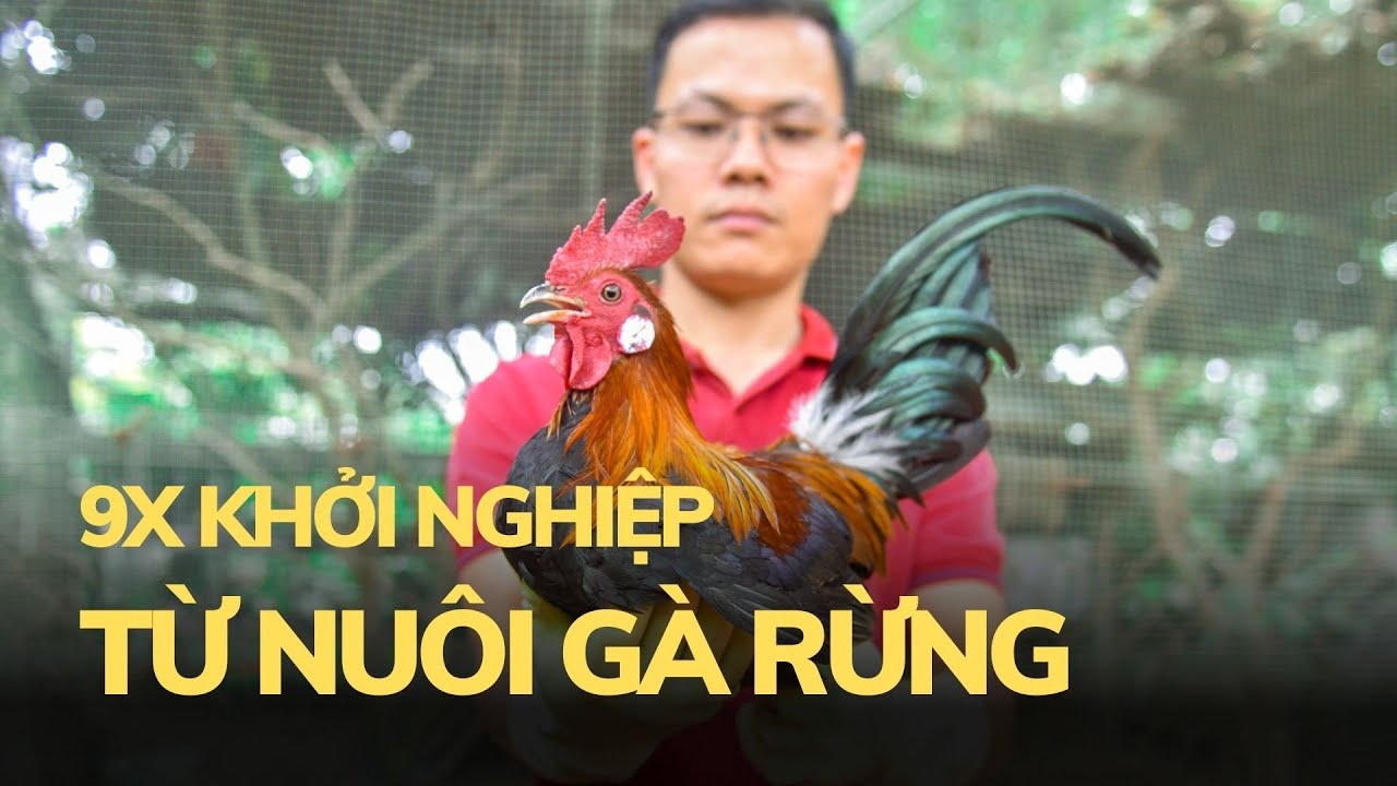 9X khởi nghiệp từ nuôi gà rừng | Báo Thanh Hóa