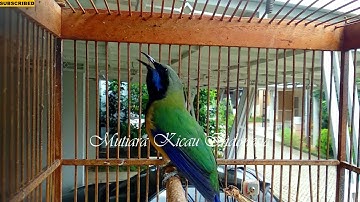 Cucak Cungkok Istimewa - Full Isian Variasi Tembakan Pedas Tajam - Masteran Burung Lomba