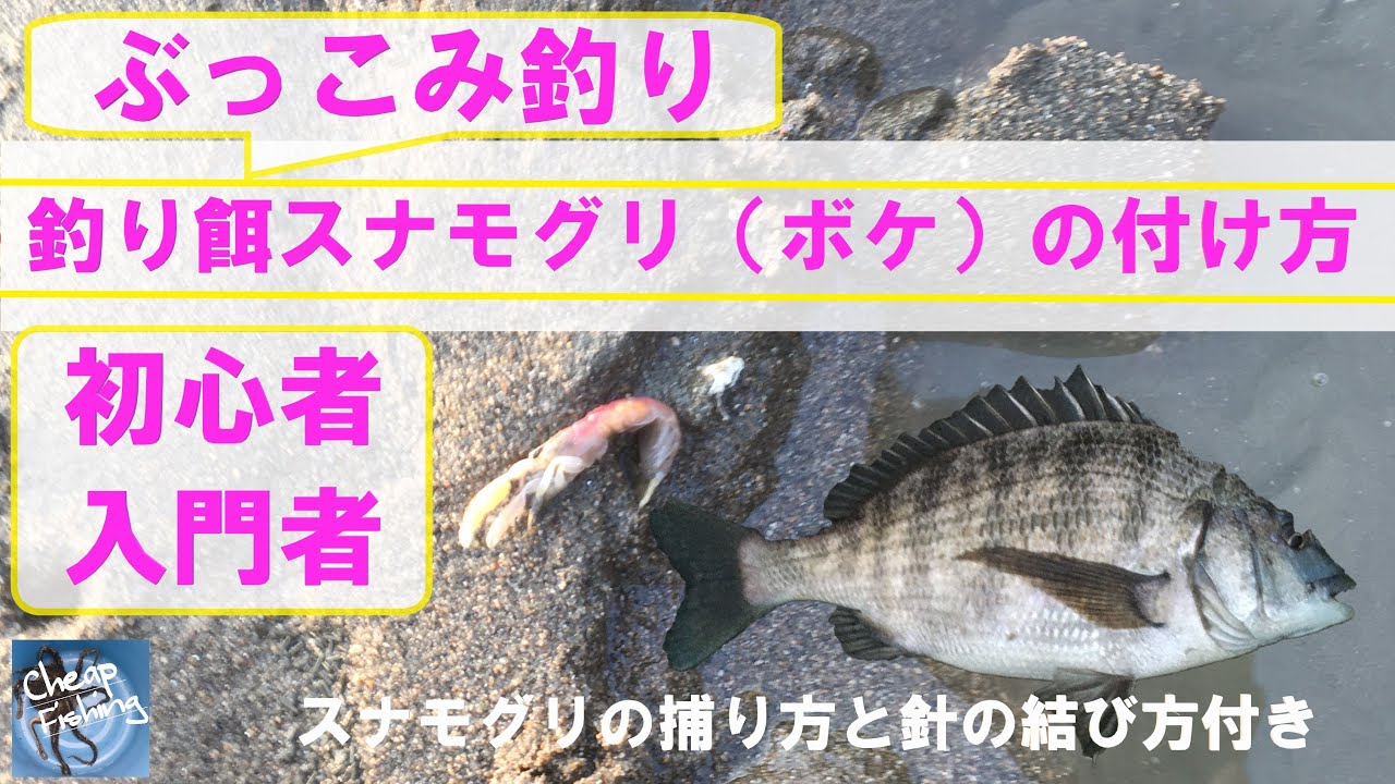 チヌの餌釣り入門 初心者のためのスナモグリ ボケ の付け方 Youtube