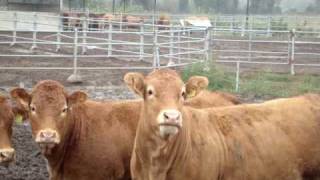 Коровы породы лимузин от ООО АГРОМЭН - funny animals cow(Видео заснято представителем компании ООО 