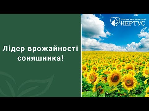 Лідер врожайності соняшника