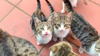 ❓🐱 Why Do Orphaned Kittens Meow Like That? The Answer is Very Emotional