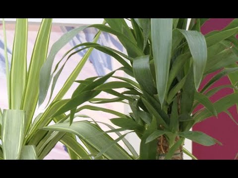Video: Jardín De Yuca (43 Fotos): Plantación. ¿Cómo Cuidar La Filamentosa? Reproducción Y Trasplante De Plantas, Variedades Y Enfermedades De La Calle