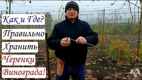 Купили черенки Винограда! Что с ними делать? Как и где их хранить