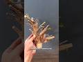 Mulberry / murbei bonsai tree #bonsaitree