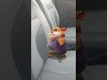 cute dancing mouse jerry in the car #dance #mouse #viral