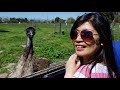 Emus and Alpacas near Silicon Valley, California!