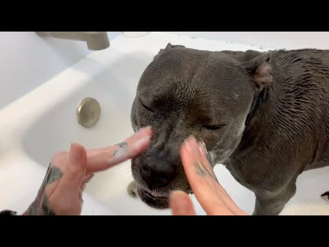 वीडियो: छोटे बालों वाले कुत्ते को कैसे नहलाएं