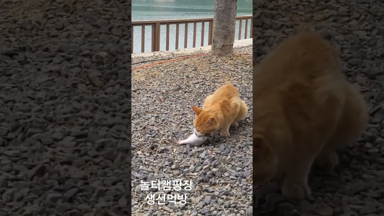 놀터캠핑장 낚시후 고양이 먹이주기 #고양이생선 #놀터캠핑장